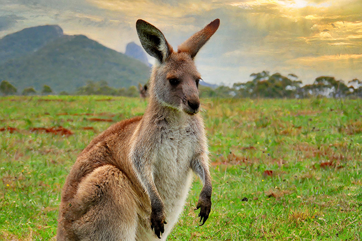 Kangaroo in Australia