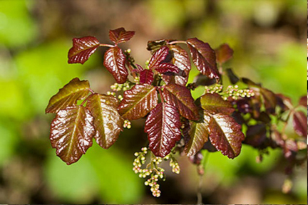 Poison Oak