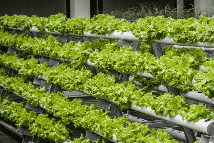 Aeroponics