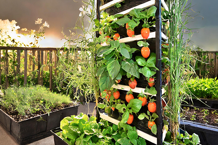 Vertical Gardening